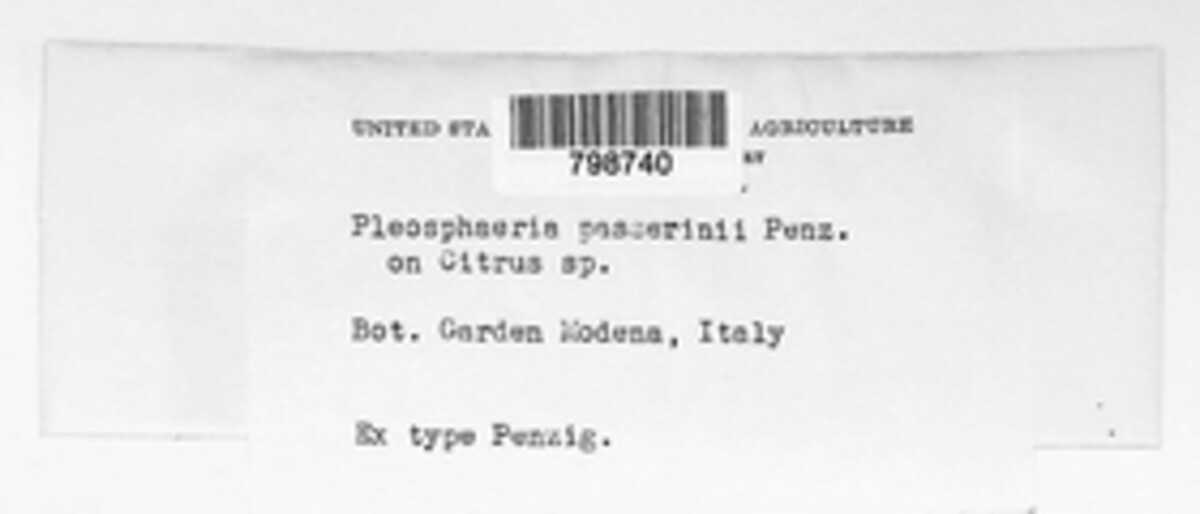 Pleosphaeria passerinii image